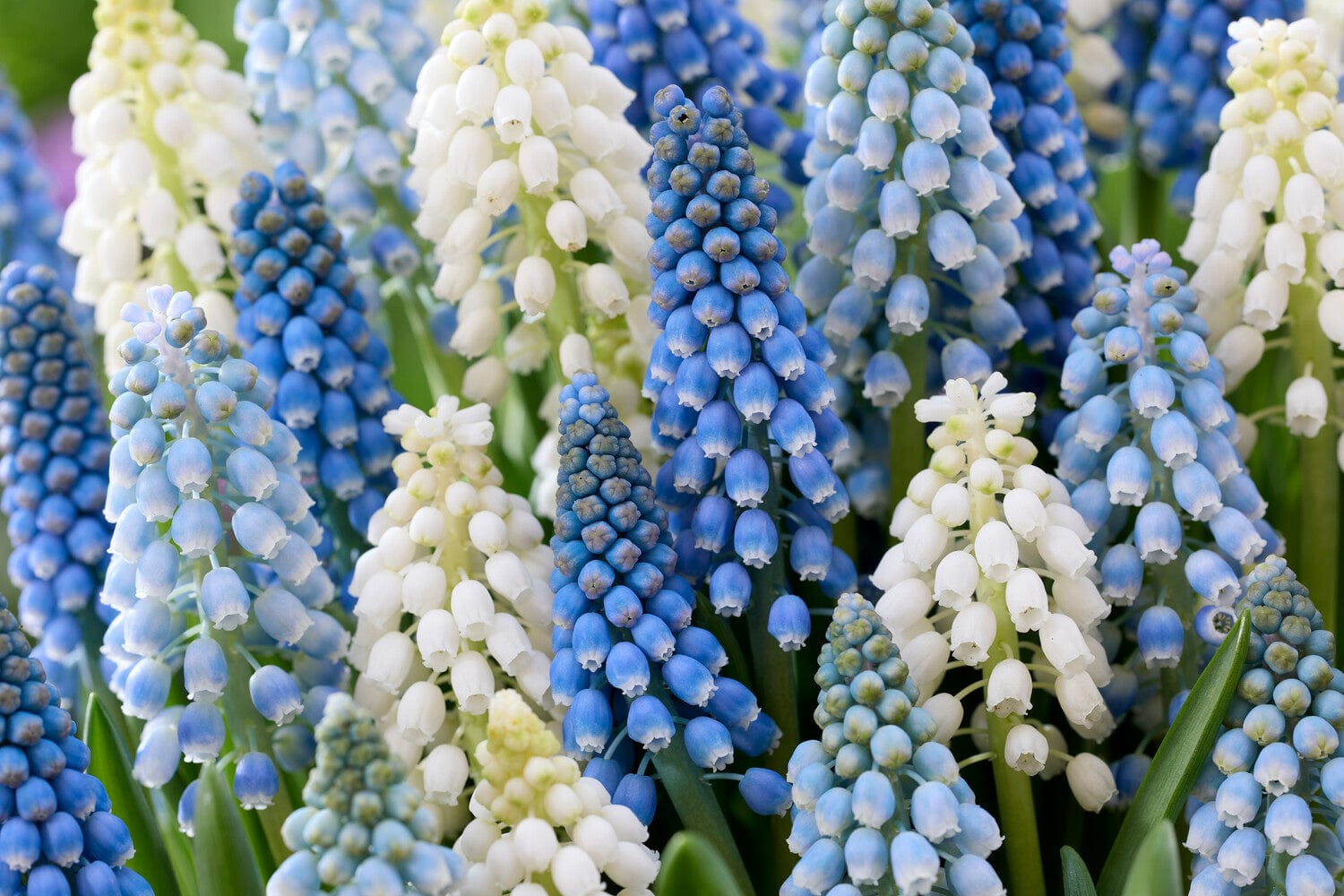 Perlehyacint Mix' tilbudsmix